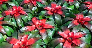 BLUSHING BROMELIAD