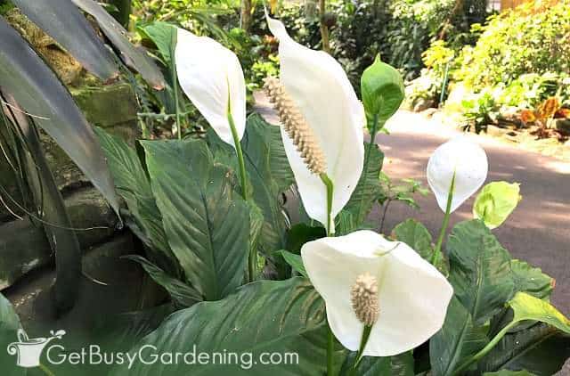 Lily