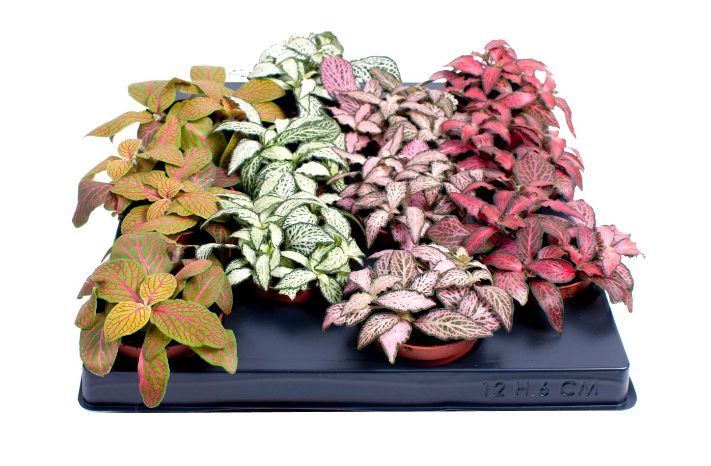 Fittonia Plant