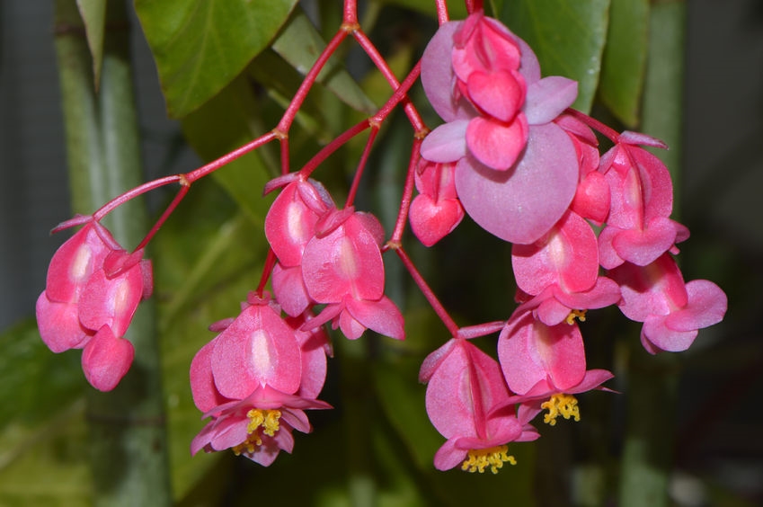 ANGEL WING BEGONIA