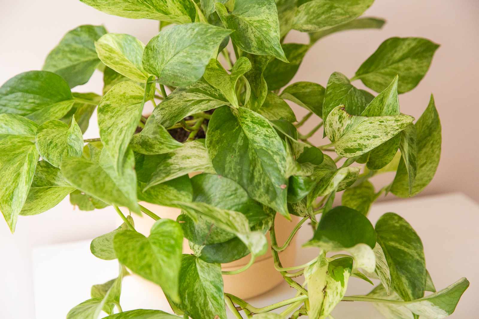 Pothos Marble Queen